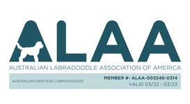 Australian Heritage Labradoodles ALAA membership badge